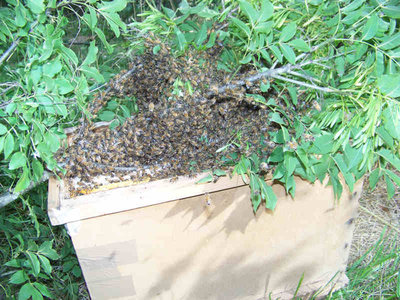 Sciame_Calcinaia_1_08-800x600.jpg (83.03 KiB) Osservato 1196 volte Sciame_Calcinaia_1_08-800x600.jpg