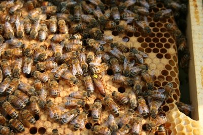 Prima devo aver inserito una foto già postata, questa é attuale. / IMG_0313.JPG IMG_0313.JPG