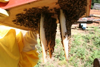 Nello spazio centrale tra i favi naturali é collocato il telaio con la Regina. / IMG_0410.JPG IMG_0410.JPG