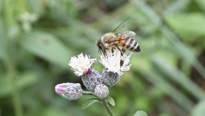 Credo si tratti di Serratula Tinctoria / IMG_1043.JPG IMG_1043.JPG