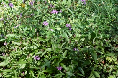 Centaurea.JPG (230.25 KiB) Osservato 861 volte Centaurea.JPG