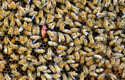 IMG_1071.JPG (244.83 KiB) Osservato 1058 volte IMG_1071.JPG