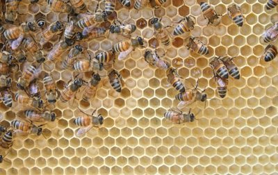 IMG_0303.JPG (158.81 KiB) Osservato 1258 volte IMG_0303.JPG