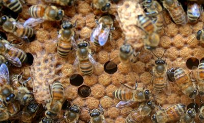 Copia di IMG_1152.JPG (148.55 KiB) Osservato 1077 volte Copia di IMG_1152.JPG