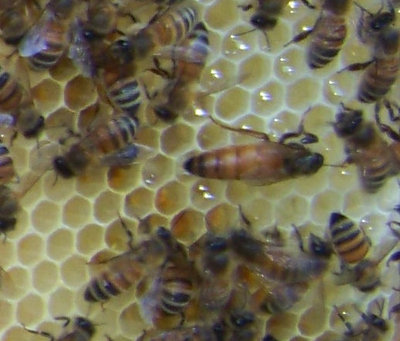 Regina in una delle mie arnie (sciame "trovato" nel mio campo) / regina_1.jpg regina_1.jpg