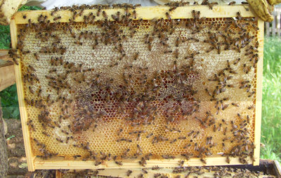 Telaino con miele dell'"Arnia Assassina" / telaino_1.jpg telaino_1.jpg