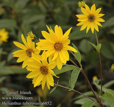 helianthus_tuberosus_a60521.jpg (90.24 KiB) Osservato 938 volte helianthus_tuberosus_a60521.jpg