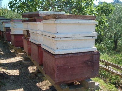 apiario.jpg (149.27 KiB) Osservato 1441 volte apiario.jpg