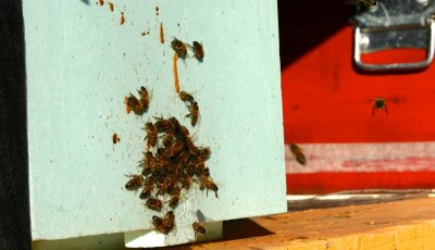 Copia di IMG_1325.JPG (105.53 KiB) Osservato 1254 volte Copia di IMG_1325.JPG