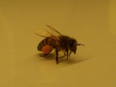 ape resuscitata / ape resusc.jpg ape resusc.jpg