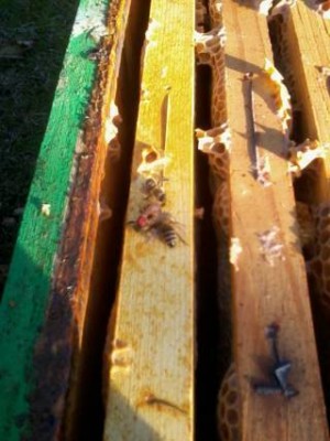 2013-12-04 14.42.38 (FILEminimizer).jpg (23.09 KiB) Osservato 846 volte 2013-12-04 14.42.38 (FILEminimizer).jpg