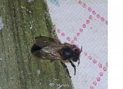 ape nera1 rid.jpg (40.33 KiB) Osservato 810 volte ape nera1 rid.jpg