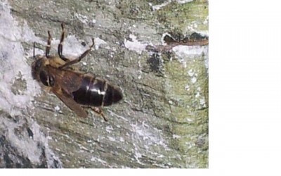 ape nera 2 rid.jpg (41.97 KiB) Osservato 810 volte ape nera 2 rid.jpg