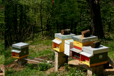 ECCO L'APIARIO IN QUESTO MOMENTO / IMG_1493.JPG IMG_1493.JPG