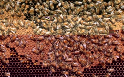 Ecco la covata,ripeto le pupe erano bianche, testa formata e mi sembra di notare celle sfrangiate segno di disopercolatura recente, confermato poi nella visita successiva. / Copia di IMG_1469 - Versione 4.JPG Copia di IMG_1469 - Versione 4.JPG