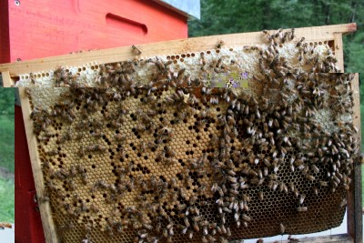 Anche se l'opercolo è fresco……questo é ordine …ehehe / Copia di IMG_0287.JPG Copia di IMG_0287.JPG