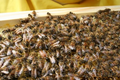 Un paio di settimane fa avevo messo nel polistirolo due telai uno di covata e uno di scorte, poi dovevo aggiungere un telaio con cella reale che però ho rotto estraendo il telaio, non vedevo celle reali e la settimana scorsa ero deciso ad usare i telai per rafforzare quando ho visto questa, evidentemente non ho notato la cella reale in precedenza. / Copia di IMG_1530.JPG Copia di IMG_1530.JPG