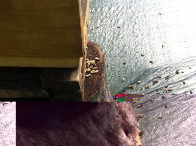 ninfe.jpg (234.6 KiB) Osservato 800 volte ninfe.jpg