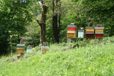 Ecco l'apiario. / Copia di IMG_1590.JPG Copia di IMG_1590.JPG