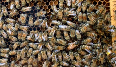 Una delle nuove regine / Copia di IMG_1596.JPG Copia di IMG_1596.JPG