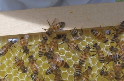 100_0157_small.jpg (352.12 KiB) Osservato 734 volte 100_0157_small.jpg