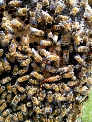 IMG_20140515_r.jpg (285.24 KiB) Osservato 1344 volte IMG_20140515_r.jpg