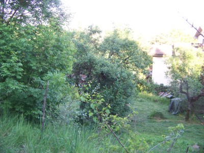 Recupero_Sciame_2_01-800x600.jpg (299.15 KiB) Osservato 759 volte Recupero_Sciame_2_01-800x600.jpg