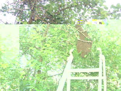 Recupero_Sciame_2_03-800x600.jpg (339.74 KiB) Osservato 732 volte Recupero_Sciame_2_03-800x600.jpg