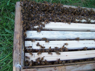 Recupero_Sciame_2_06-800x600.jpg (232.09 KiB) Osservato 732 volte Recupero_Sciame_2_06-800x600.jpg