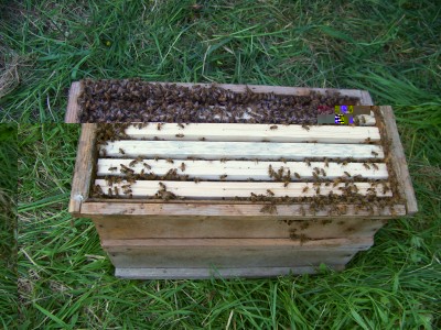 Recupero_Sciame_2_08-800x600.jpg (294.49 KiB) Osservato 759 volte Recupero_Sciame_2_08-800x600.jpg