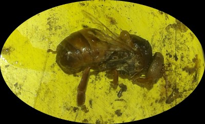 Ape morta2.jpg (156.39 KiB) Osservato 1215 volte Ape morta2.jpg