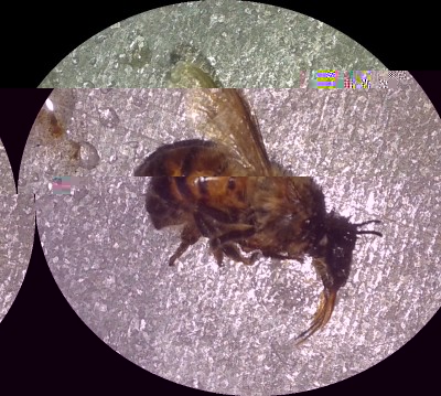 Ape morta.jpg (257.62 KiB) Osservato 1215 volte Ape morta.jpg