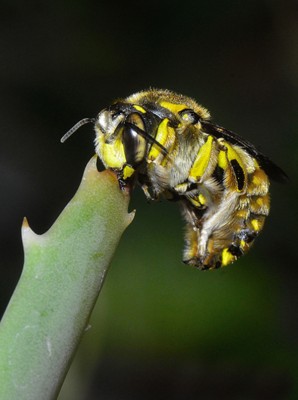 Ape su foglia di Aloe / Ape-forum.jpg Ape-forum.jpg