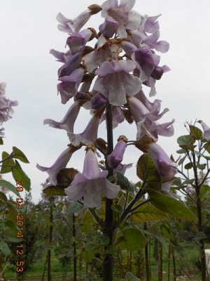 ecco l'infiorescenza di cui parlavo... / dscn3682_opt.jpg dscn3682_opt.jpg