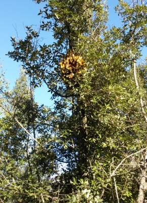 IMG_20141213_125642.jpg (376.87 KiB) Osservato 1479 volte IMG_20141213_125642.jpg