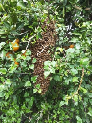 20150321_131928 (FILEminimizer).jpg (337.79 KiB) Osservato 1183 volte 20150321_131928 (FILEminimizer).jpg