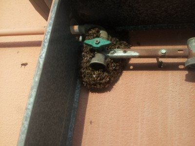 20150404_075524.jpg (213.66 KiB) Osservato 966 volte 20150404_075524.jpg