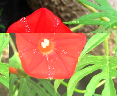 Ipomoea Red Feather.jpg