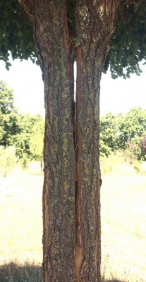 DF8D2DED-92E8-4279-8343-1A48BDA70DAB.jpeg (97.34 KiB) Osservato 615 volte DF8D2DED-92E8-4279-8343-1A48BDA70DAB.jpeg