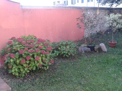Le mie due ortensie (piantate da talea) e una magnolia in vaso che attende che trovi un posto adatto! / 2012-10-22 17.23.55.jpg 2012-10-22 17.23.55.jpg