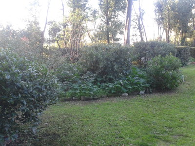 L'aiuola con gli acanto (Acanthus mollis) / 2012-10-22 17.25.15.jpg 2012-10-22 17.25.15.jpg