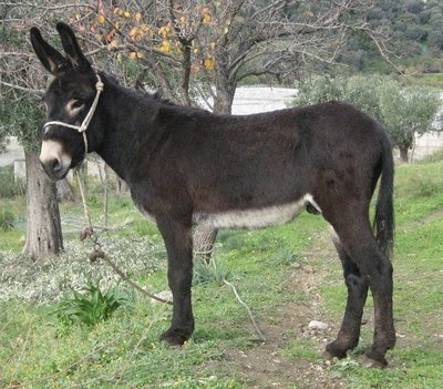 calabrese.jpg (184.76 KiB) Osservato 4025 volte calabrese.jpg