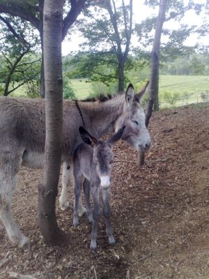 13052011234 (450 x 600).jpg (102.24 KiB) Osservato 879 volte 13052011234 (450 x 600).jpg