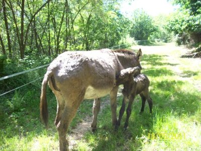 102_0575 (450 x 337).jpg (68.24 KiB) Osservato 879 volte 102_0575 (450 x 337).jpg