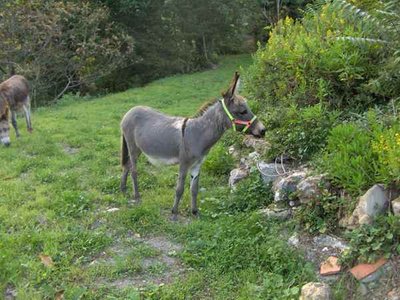 come è adesso / GUENDALINA ora..jpg GUENDALINA ora..jpg