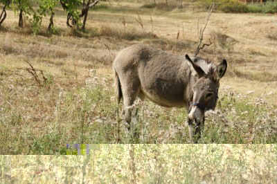 conty.JPG (283.89 KiB) Osservato 1830 volte conty.JPG