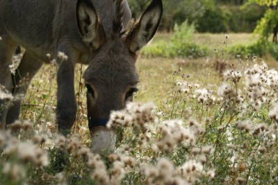 contess.jpg (102.79 KiB) Osservato 1852 volte contess.jpg