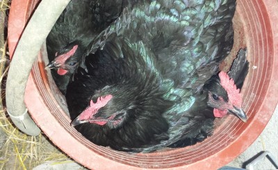 20150221_113548.jpg (195.04 KiB) Osservato 3343 volte 20150221_113548.jpg