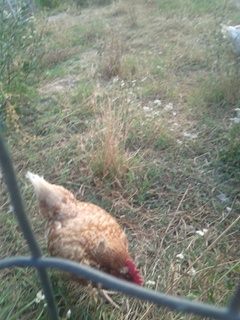 pazza / 13706260_1068296083258658_1118749223_n.jpg 13706260_1068296083258658_1118749223_n.jpg