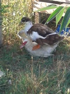 Papero sopra la muta !! HAHAHAHA sto provando i Mulard :D ! / 13819294_1068265649928368_1910432704_n.jpg 13819294_1068265649928368_1910432704_n.jpg